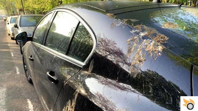 why do birds poop on cars